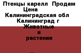 Птенцы карелл. Продам › Цена ­ 3 000 - Калининградская обл., Калининград г. Животные и растения » Птицы   . Калининградская обл.